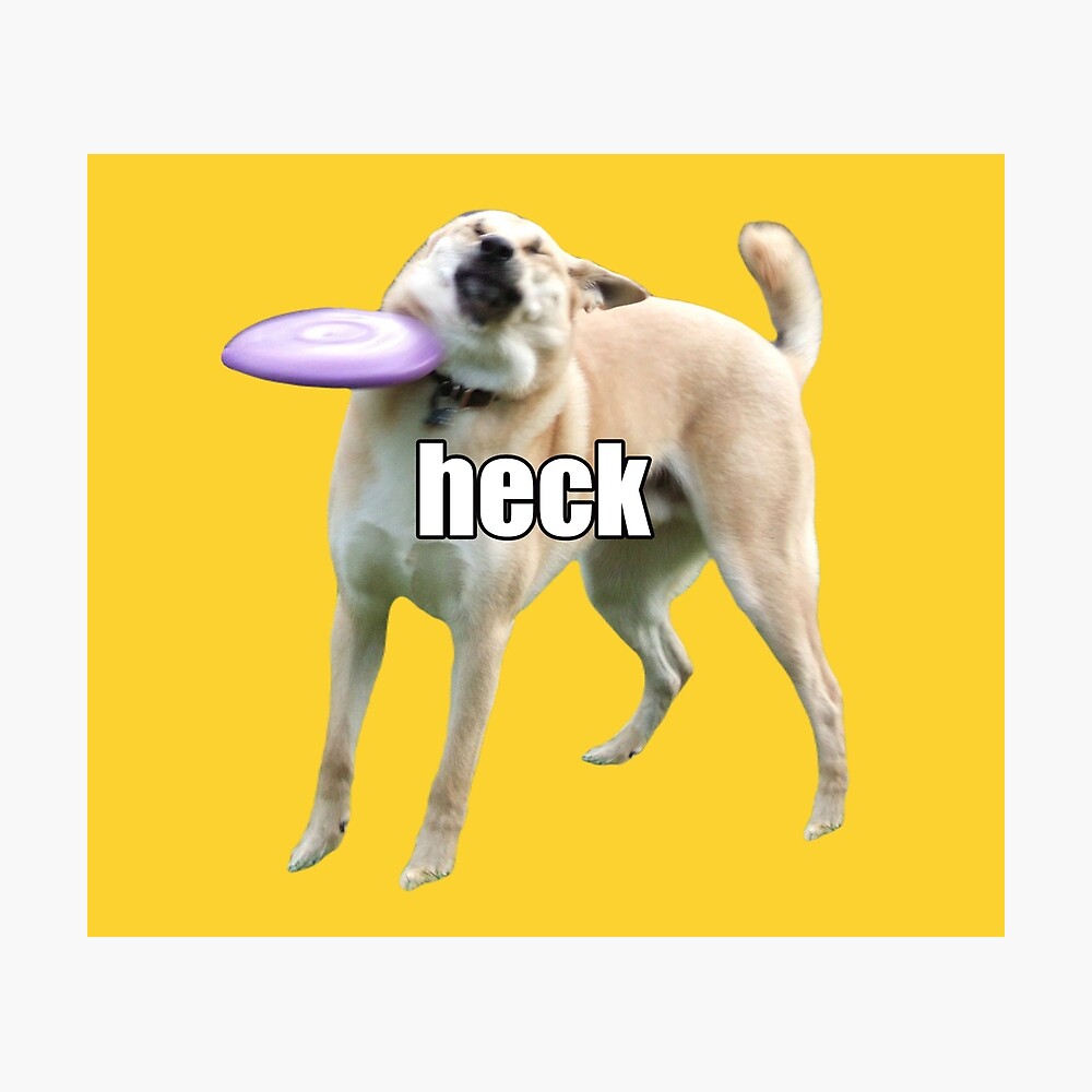Sommetider italiensk svømme Frisbee Doge Heck Dog Meme Doggo Yellow Shiba Labrador Hit in Face" Poster  for Sale by fomodesigns | Redbubble