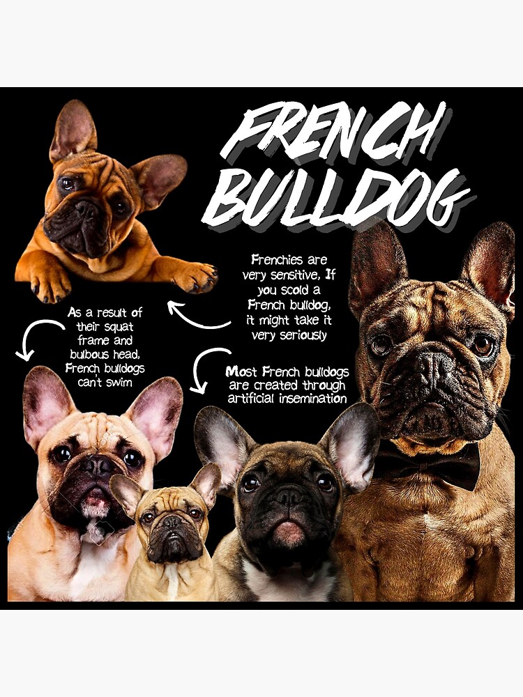 Fun Facts About French French Bulldog Information French Bulldog