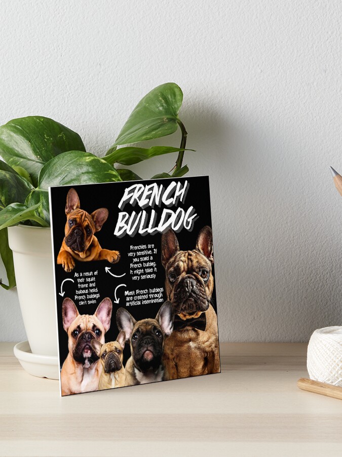 French Bulldog Fun Facts