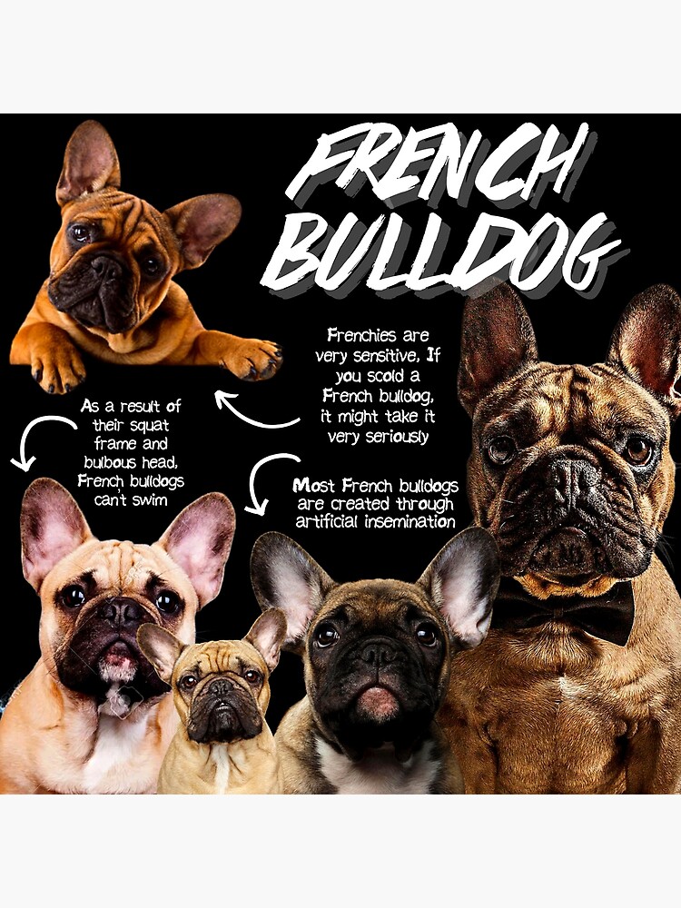 Pets Fun Facts About English Bulldogs Interesting Facts About