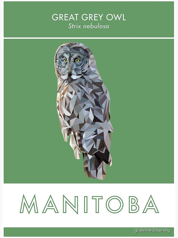 Manitoba - Great Grey Owl by grainnedowney