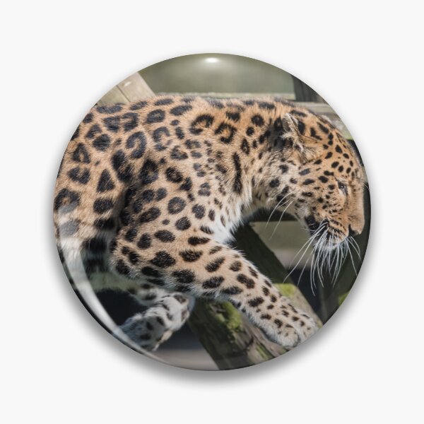 Item preview, Leaping Leopard  designed and sold by LFPPhotography.