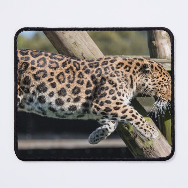 Item preview, Leaping Leopard designed and sold by LFPPhotography.