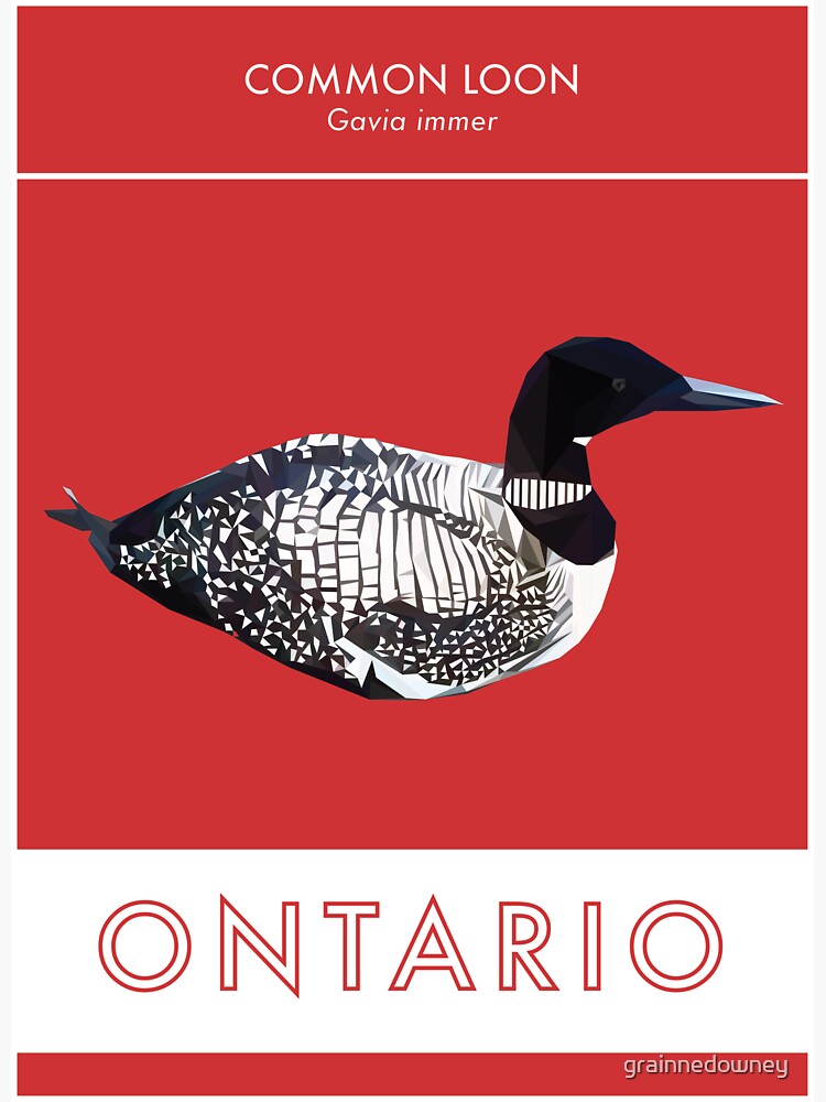 Ontario - Common Loon by grainnedowney