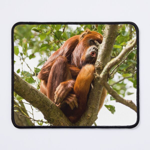Item preview, Red Howler Monkey Looking Down on Life designed and sold by LFPPhotography.