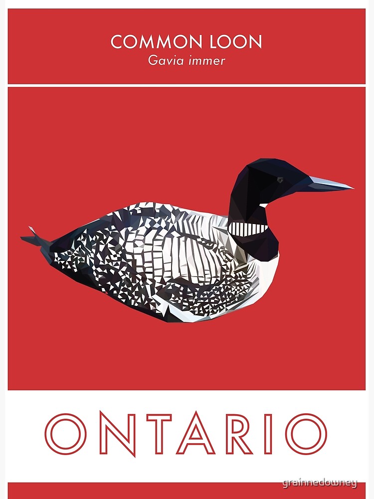 Ontario - Common Loon by grainnedowney
