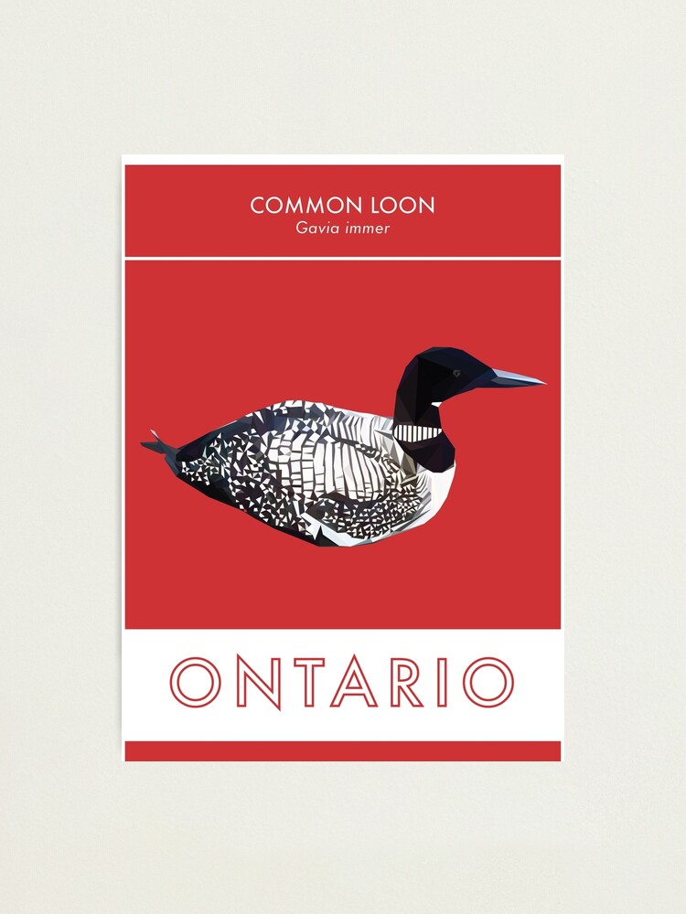 Alternate view of Ontario - Common Loon Photographic Print