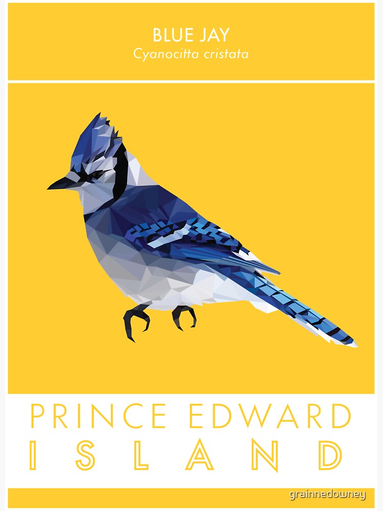 PEI - Blue Jay by grainnedowney