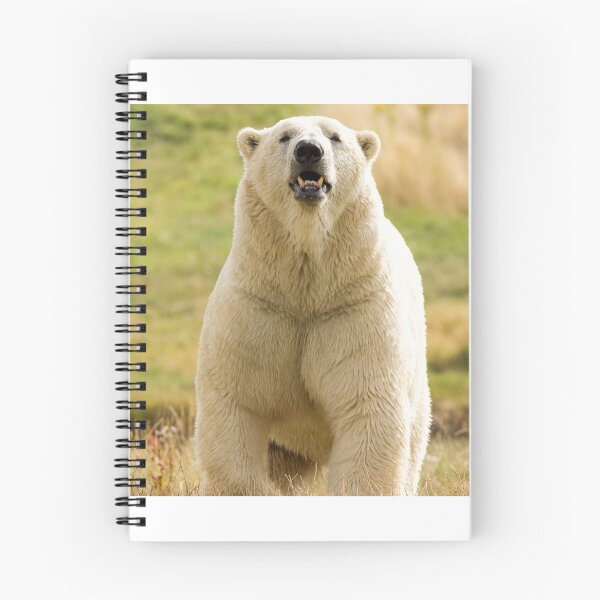 Aperçu de l'œuvre L'ours polaire fait ses pas créée et vendue par LFPPhotography.