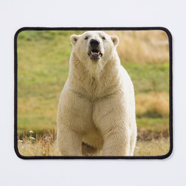 Item preview, Polar Bear Getting its Steps in designed and sold by LFPPhotography.