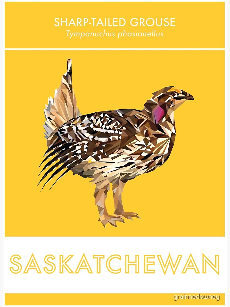 Saskatchewan - Sharp-tailed Grouse by grainnedowney