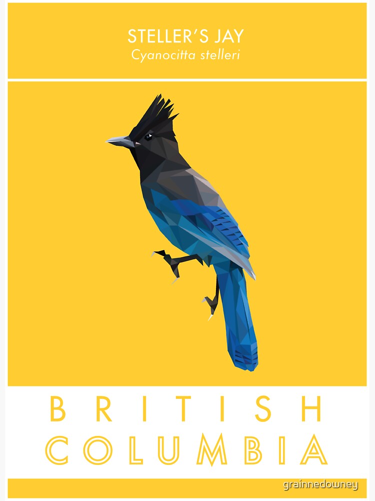 British Columbia - Stellar's Jay by grainnedowney