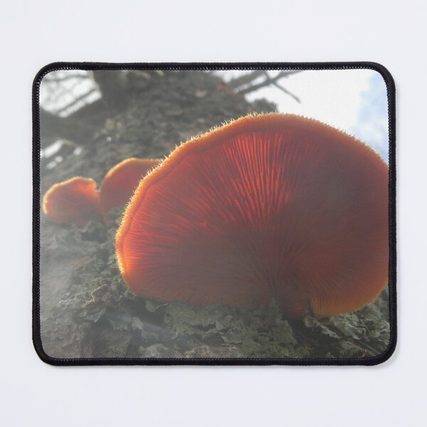 Item preview, Translucent Canopy designed and sold by BethyBeeHerbs.