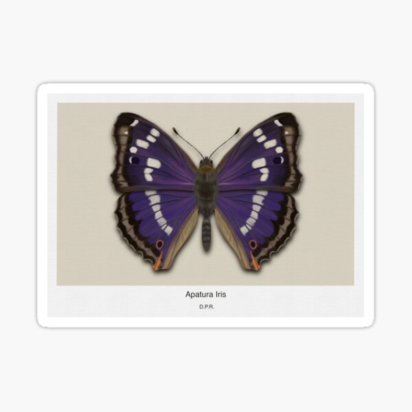 Apatura Iris Modern Vertical Sticker
