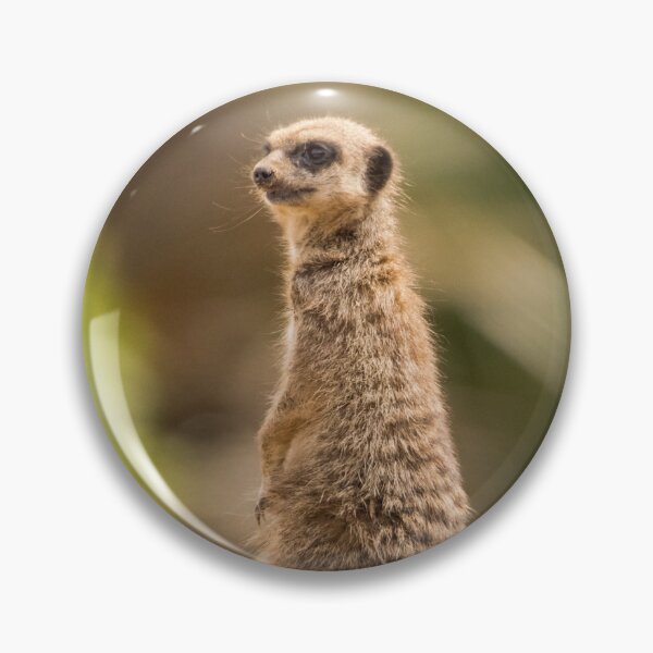 Item preview, Meerkat Having a Good Look Round designed and sold by LFPPhotography.