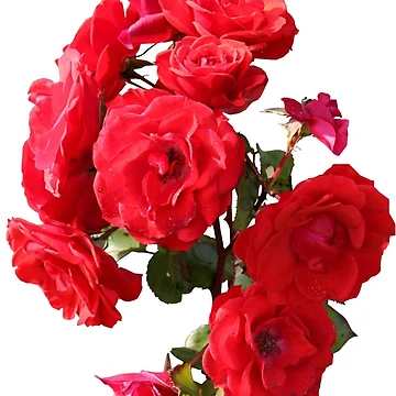 Artwork thumbnail, Red Roses by cointreat