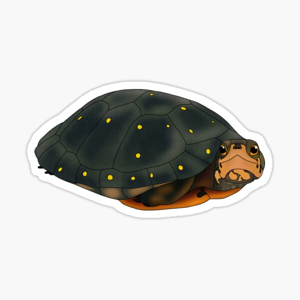 Item preview, Spotted turtle designed and sold by Her-petology.