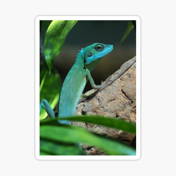 Green Crested Lizard Sticker