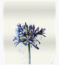 agapanthus Poster