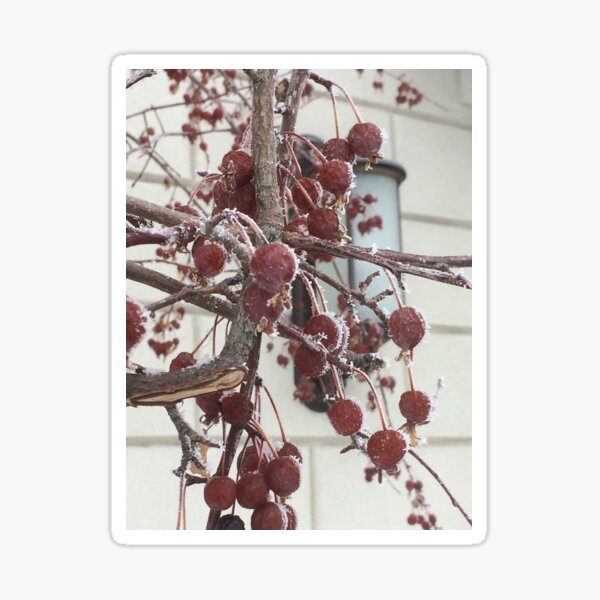 Spring Frost Sticker