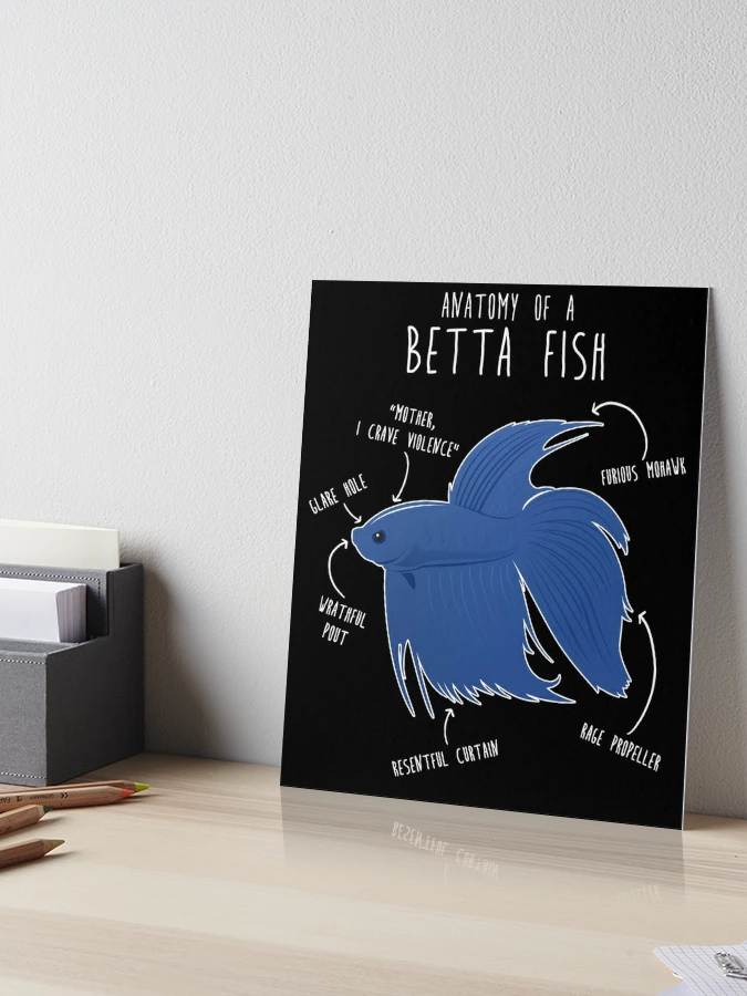 Betta Fish Siamese Fighting Fish Anatomy Art Board Print for Sale by Clara  Hollins