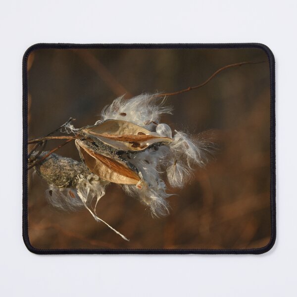 Item preview, Milkweed seed pods, early winter, December designed and sold by Poete100.