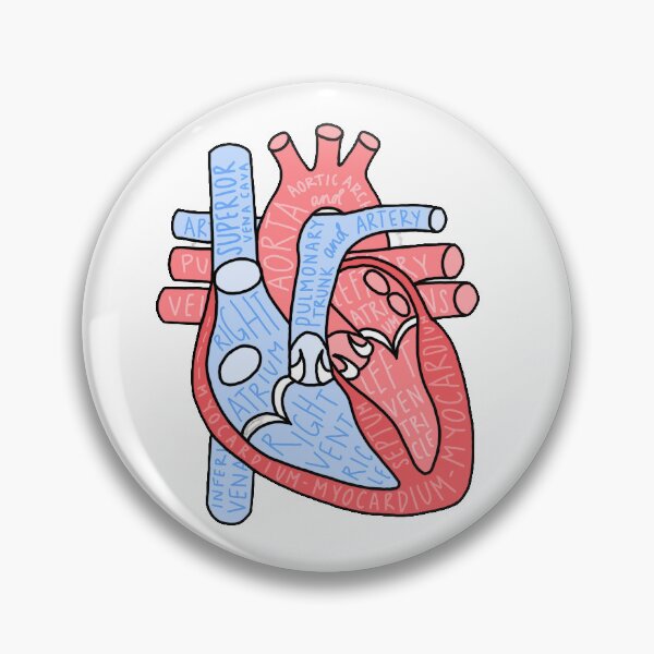 Item preview, Labeled Heart Anatomy designed and sold by gingerlycrafted.