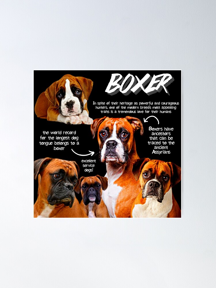 Boxer Dog Fun Facts