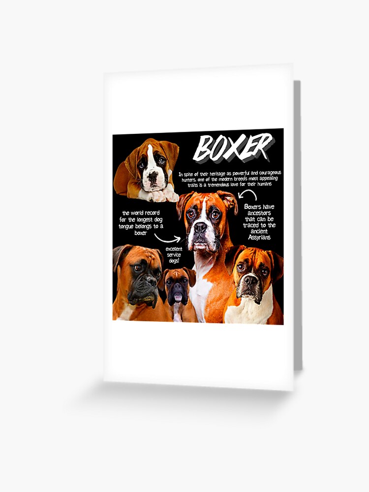 Boxer Dog Fun Facts
