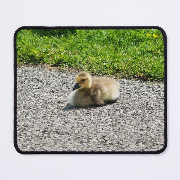 Item preview, Young Gosling Sitting on The Pavement - Wild Canada Goose Bird designed and sold by BackyardBirder.