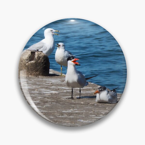 Item preview, Caspian Terns and Gulls on a Dock. designed and sold by BackyardBirder.
