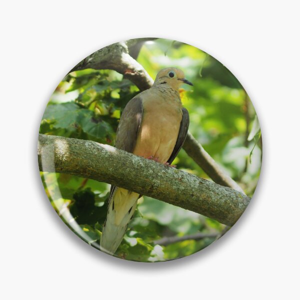 Item preview, Mourning Dove Perched In a Tree designed and sold by BackyardBirder.