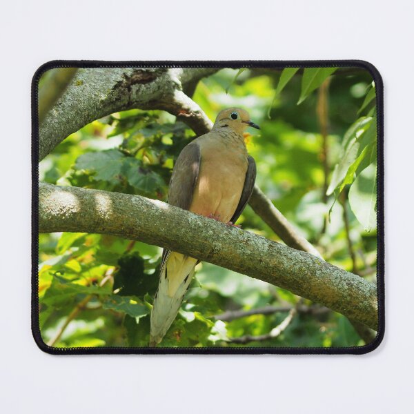 Item preview, Mourning Dove Perched In a Tree designed and sold by BackyardBirder.
