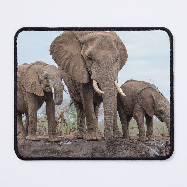 Item preview, Elephants at Mashatu Waterhole in Botswana designed and sold by Simon Blears.