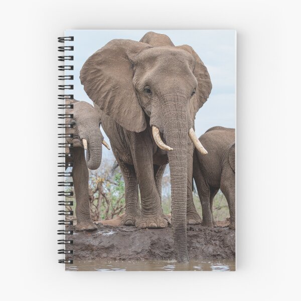 Aperçu de l'œuvre Éléphants à Mashatu Waterhole au Botswana créée et vendue par Simon Blears.