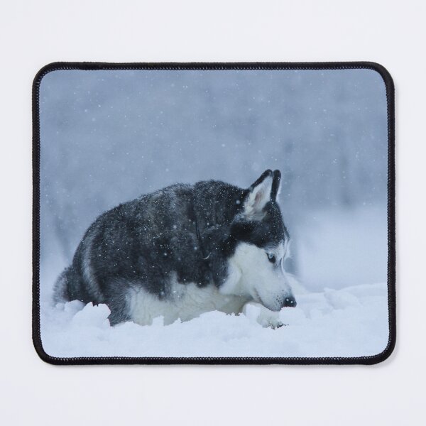 Item preview, Thoughtful Siberian Husky with blue eye in heavy snow 大雪 designed and sold by myhuskymax.