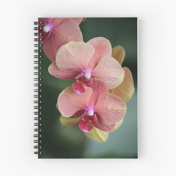 Item preview, Orchids designed and sold by MalcolmDavies.