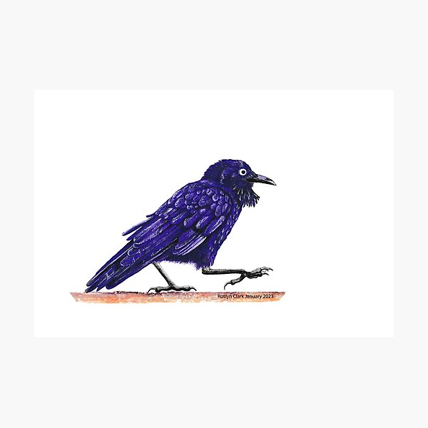 Item preview, Australian Little Raven designed and sold by RoslynClark.