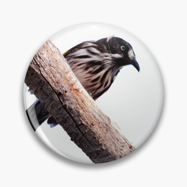 Item preview, Honeyeater bird of Western Australia on a branch looking down designed and sold by hendrikspix.