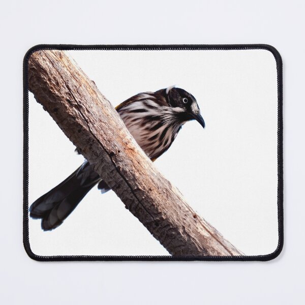 Item preview, Honeyeater bird of Western Australia on a branch looking down designed and sold by hendrikspix.