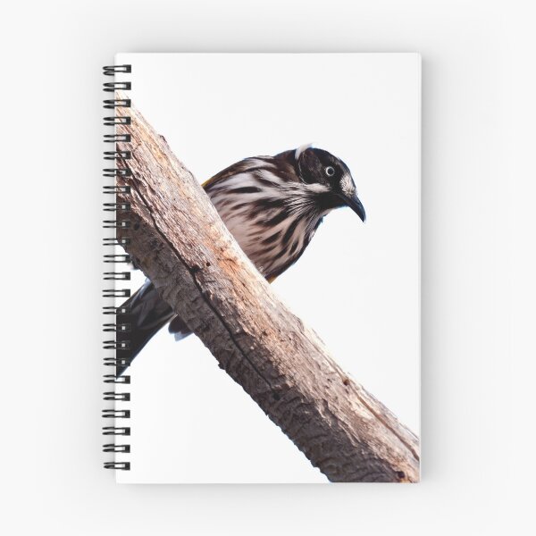 Item preview, Honeyeater bird of Western Australia on a branch looking down designed and sold by hendrikspix.