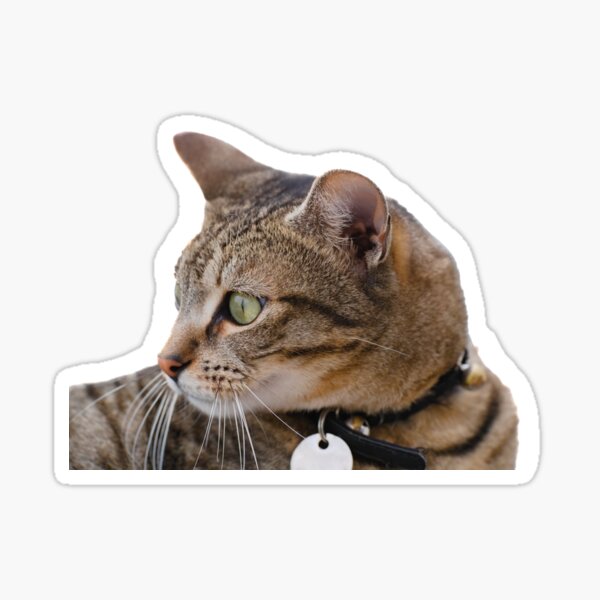 123,706 en la categoría «Cat stickers» de fotos e imágenes de stock libres  de regalías