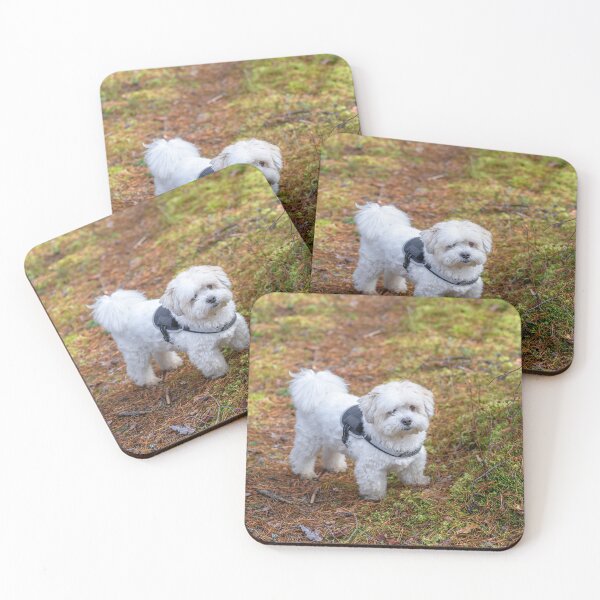 Item preview, White Bichon Frise Shih Tzu mix with black strap standing on the forest path designed and sold by AlbertMi.