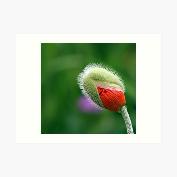 Poppy Bud Art Print