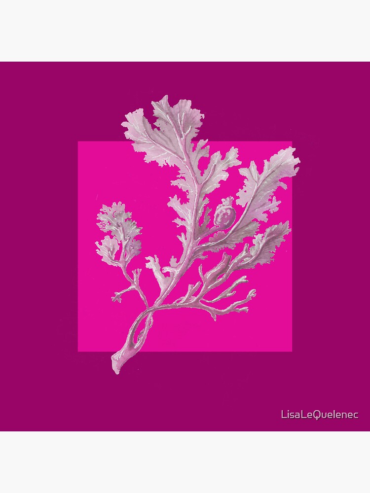 Thumbnail 3 of 3, Sticker, Botanical seaweed in magenta designed and sold by LisaLeQuelenec.