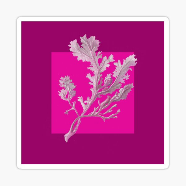 Botanical seaweed in magenta Sticker