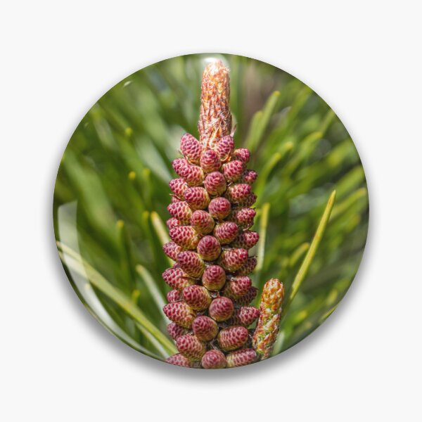 Item preview, A young cone growing on a spruce tree designed and sold by AlbertMi.