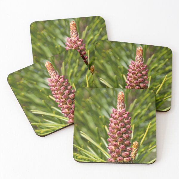Item preview, A young cone growing on a spruce tree designed and sold by AlbertMi.