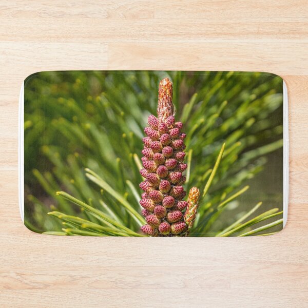 Item preview, A young cone growing on a spruce tree designed and sold by AlbertMi.
