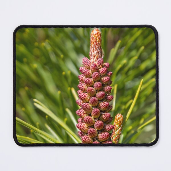 Item preview, A young cone growing on a spruce tree designed and sold by AlbertMi.
